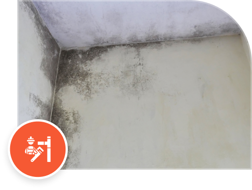 Black mold growth in corner of white wall and ceiling showing water damage