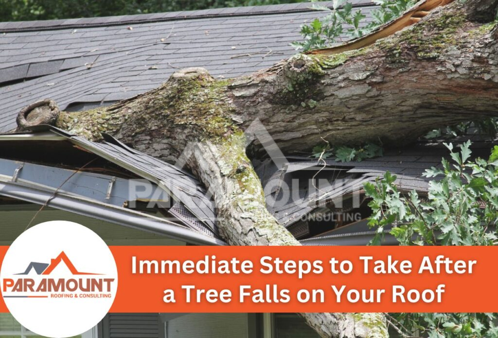 Immediate Steps To Take After A Tree Falls On Your Roof